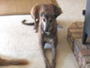 Retired Racing Greyhounds