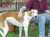 Retired Racing Greyhounds