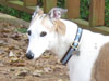 Retired Racing Greyhounds