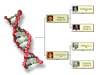 Arrick/Orrick DNA Study